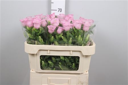 <h4>Camp M Pearl Pink</h4>