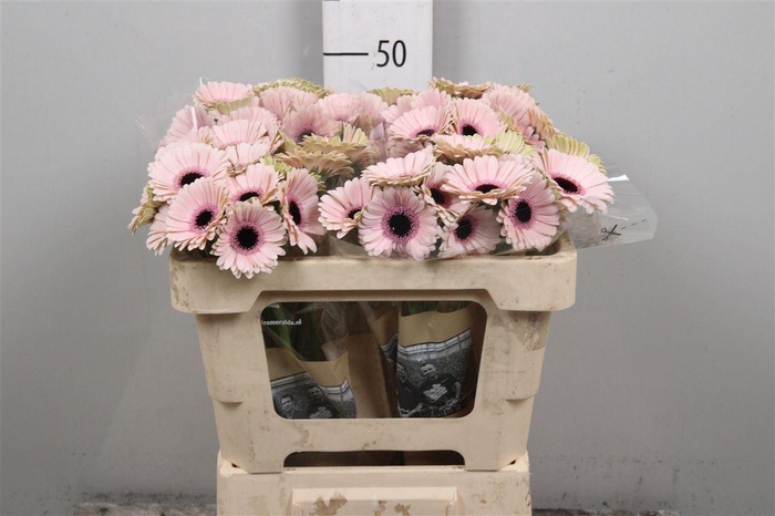 <h4>Ge Mi Abby Lou</h4>