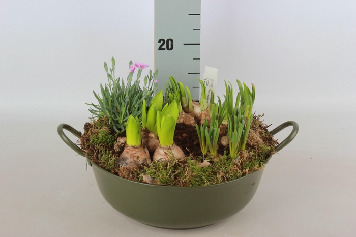 <h4>ARR BOL KNOLGEWAS</h4>