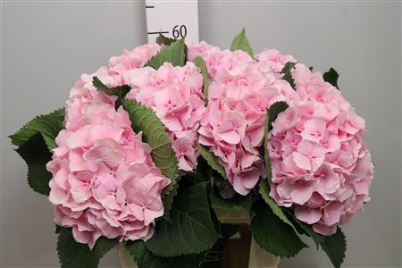 <h4>Hydr M Verena</h4>