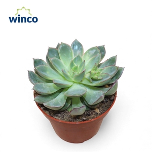 Echeveria California Queen