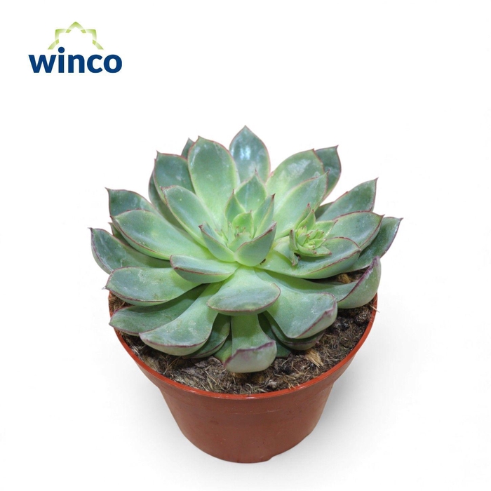 <h4>Echeveria California Queen</h4>