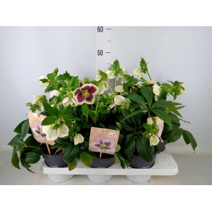 Helleborus ori.