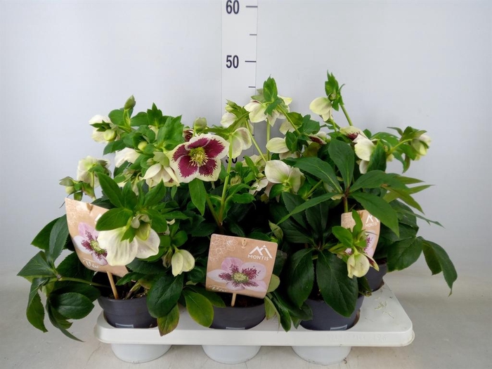 <h4>Helleborus ori.</h4>