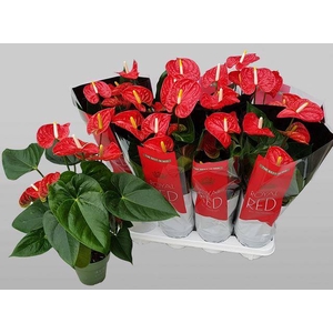 Anthurium Andreanum Madural 14Ø 50cm 5fl