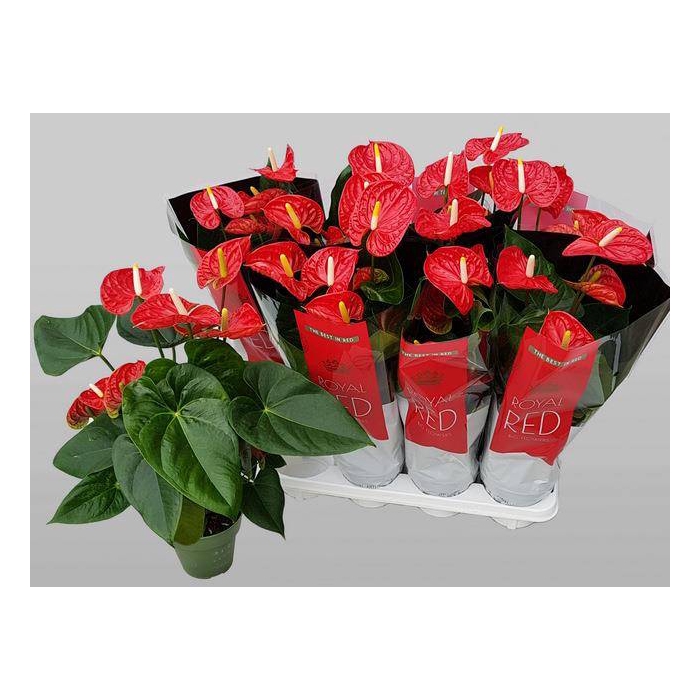 <h4>Anthurium Andreanum Madural 14Ø  50cm 5fl</h4>