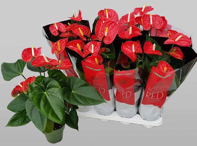 Anthurium Andreanum Madural 14Ø  50cm 5fl