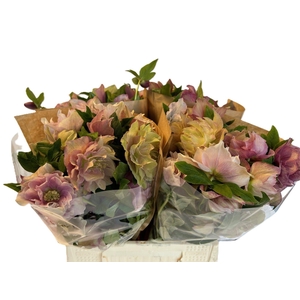 HELL OR QUEENS DB PI