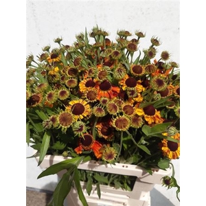 TILBUD TILBUD HELENIUM