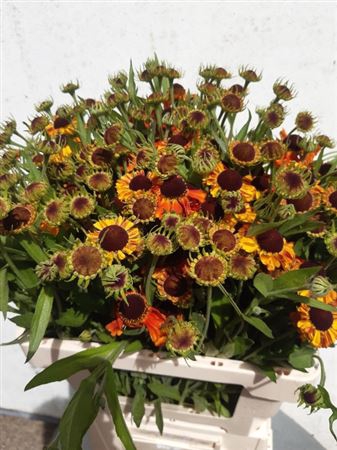 <h4>TILBUD TILBUD HELENIUM</h4>