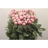 Paeo L Sarah Bernhard Pink Ex