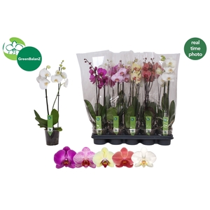PHAL GEM