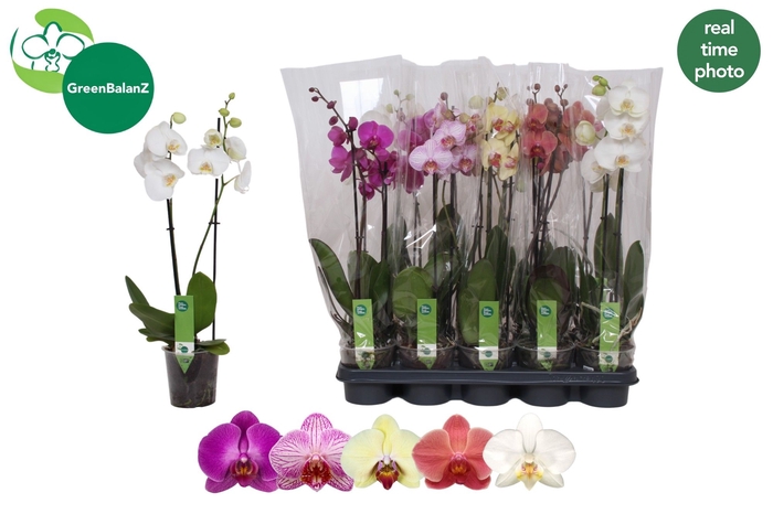 <h4>PHAL GEM</h4>