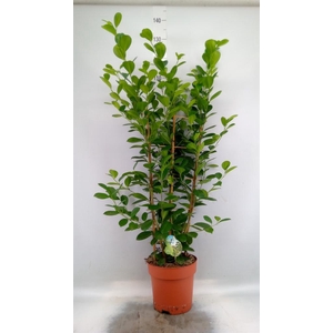 Ficus microcarpa 'Moclame'