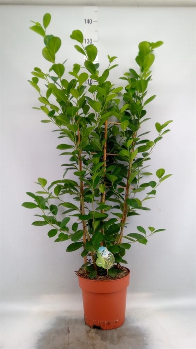 <h4>Ficus microcarpa 'Moclame'</h4>