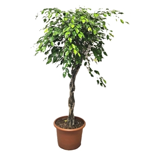 Ficus Exotica