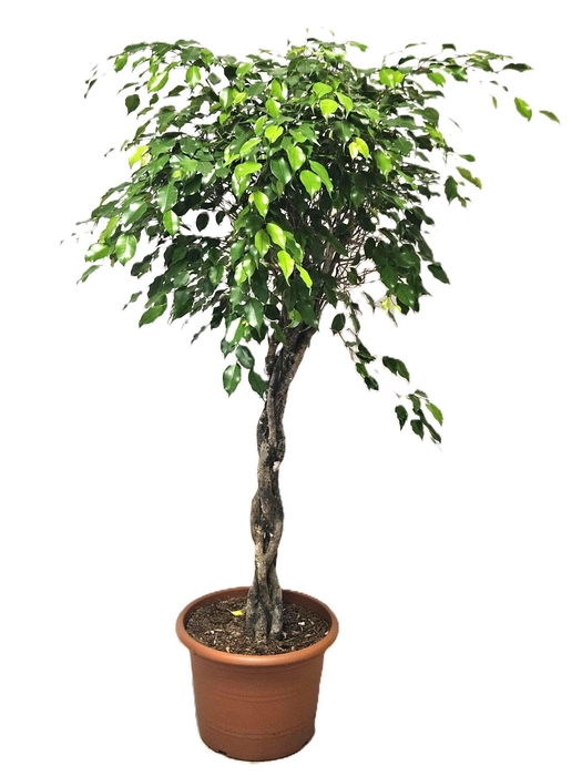 <h4>Ficus Exotica</h4>