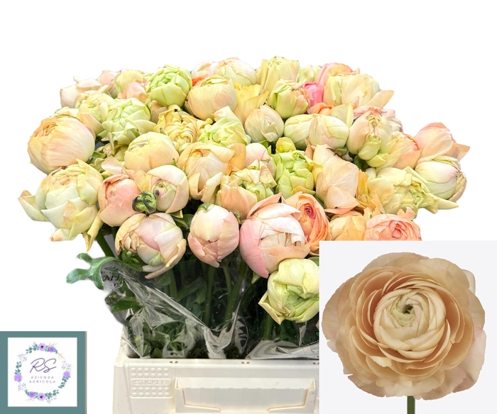 <h4>RAN SU GRAND PASTEL</h4>