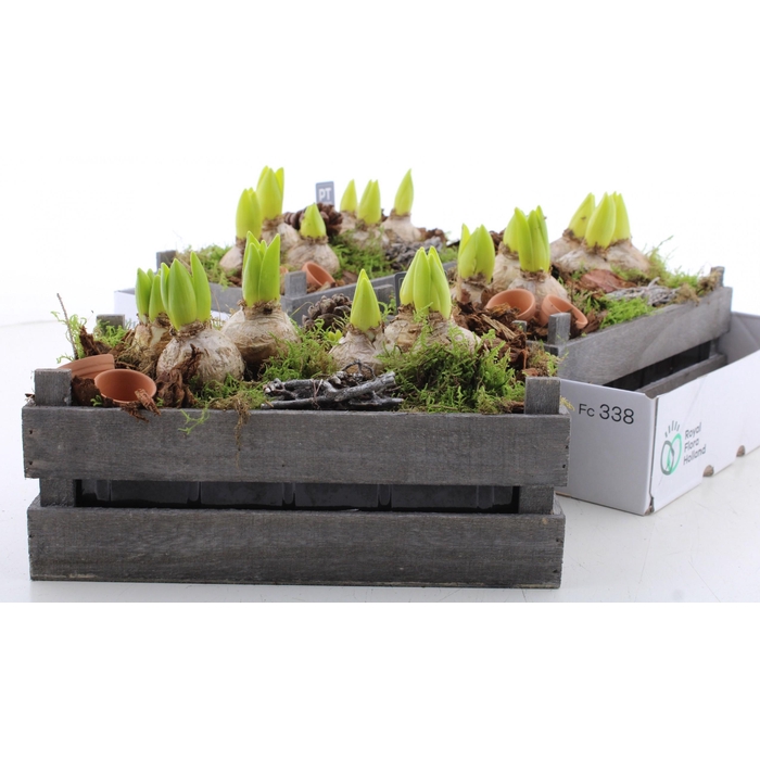 <h4>ARR HYACINTH</h4>