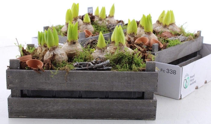 <h4>ARR HYACINTH</h4>