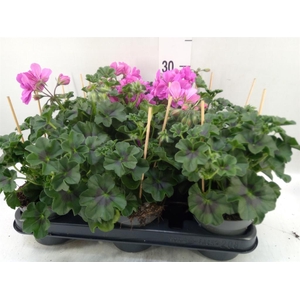 Pelargonium pelt.   ...
