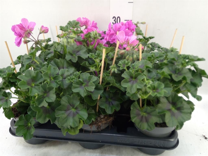 <h4>Pelargonium pelt.   ...</h4>