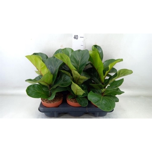 Ficus lyrata 'Bambino'