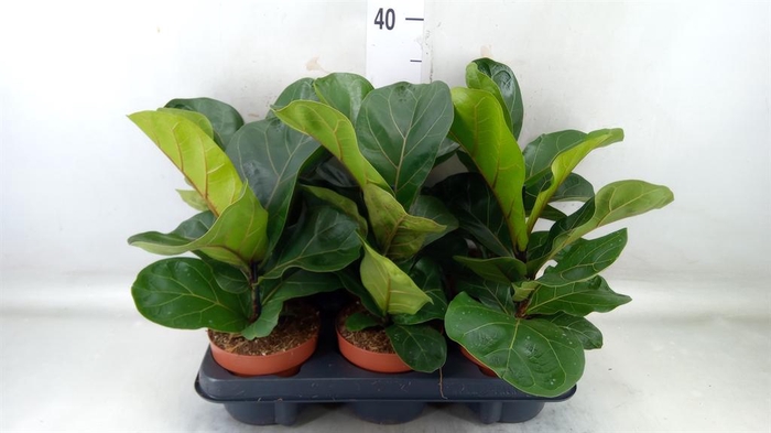 <h4>Ficus lyrata 'Bambino'</h4>