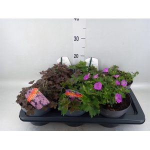 Geranium   ...