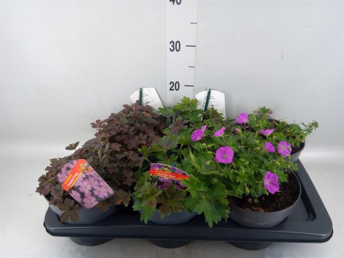 <h4>Geranium   ...</h4>