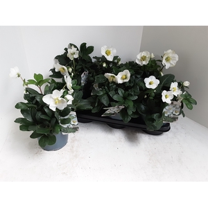 .Helleborus niger christmas carol