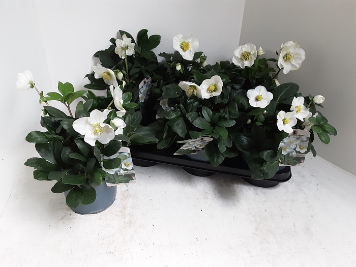 <h4>.Helleborus niger christmas carol</h4>