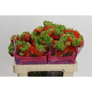 Ranunculus Romance Crown Nervion