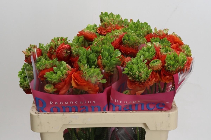 <h4>Ranunculus Romance Crown Nervion</h4>