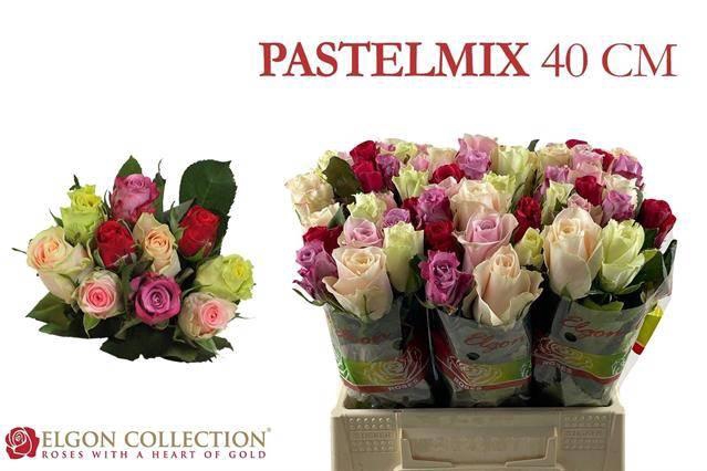 <h4>R GR +PASTEL GEM BS</h4>