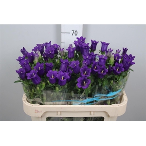 Camp M Champion Blue