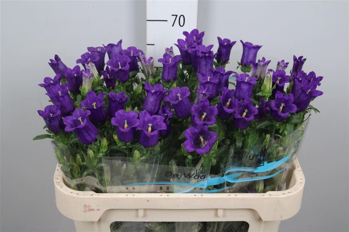 <h4>Camp M Champion Blue</h4>