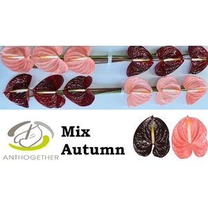 ANTH A GEM 2 KL mix autumn