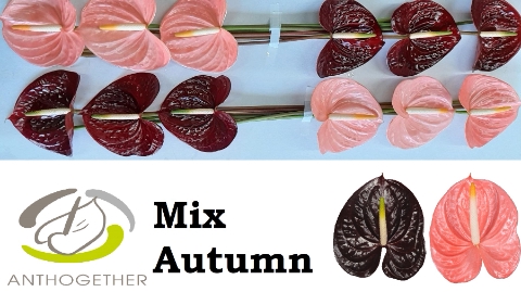 ANTH A GEM 2 KL mix autumn