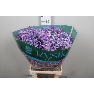 Gyps Rb Blue Berry Blossom