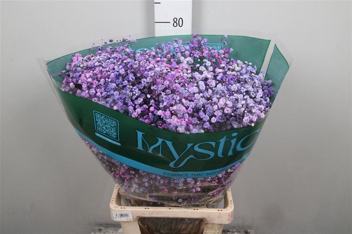 <h4>Gyps Rb Blue Berry Blossom</h4>