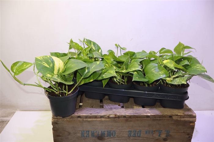 <h4>arr8 Epipr Aureum</h4>