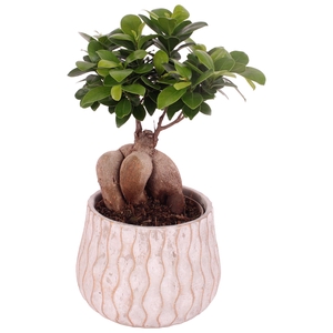 Ficus m. Ginseng Ball Shape Ø12cm in Ø16cm Ceramic PL569