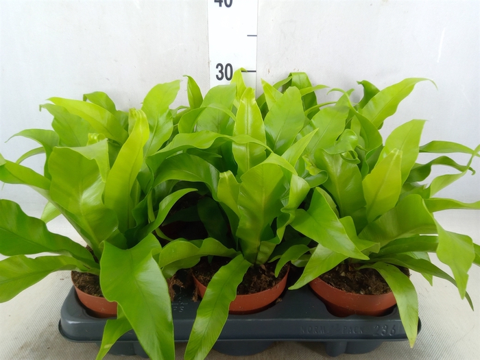 <h4>Asplenium antiquum</h4>
