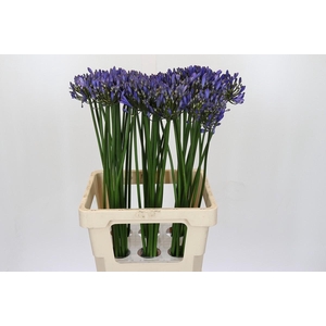 Agapanthus Uri