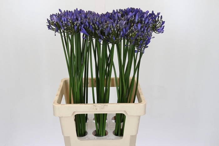 <h4>Agapanthus Uri</h4>