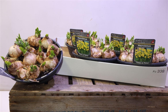 <h4>Narc O Tete A Tete</h4>