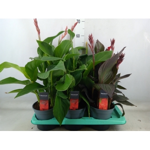 Canna  'Island'   ...mix