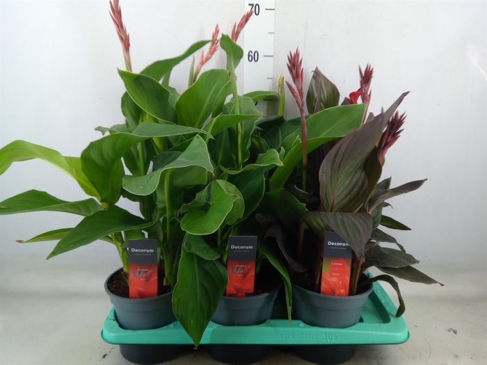 <h4>Canna  'Island'   ...mix</h4>