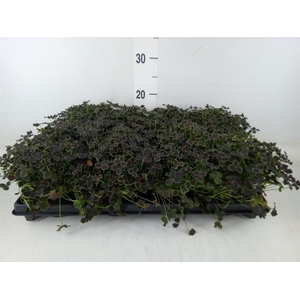 Trifolium repens 'Dark Debbie'